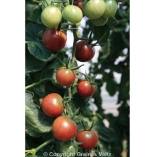 Tomato Indeterminante  (Solanum lycopersicum) round Black cherry, 250 s