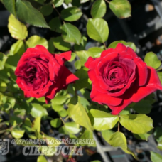Rose Anna (Hybrid tea rose), 2l plant pots