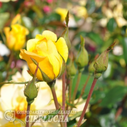 Rose "Fresia"  (Floribunda), 2l container seedling