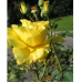 Ruusu "Fresia" (Ryhmäruusu), 2l -astiataimi