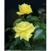 Ruusu "Fresia" (Ryhmäruusu), 2l -astiataimi
