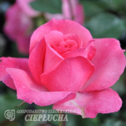 Rose "'Queen Elizabeth'" (Grandiflora), 2l container seedling