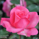 Rose Rose