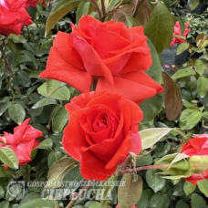 Large-flowered rose 'Sika' (Tea hybrid), 2l pot seedling
