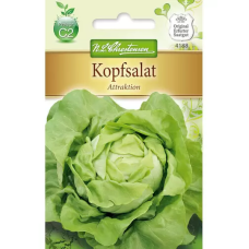 Salaatti 'Attraction' (Lactuca sativa) NEW!