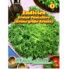 Endive 'Grosse Pancaliere' (Cichorium endivia)