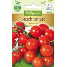 Bush tomato 'Balconstar' (Solanum lycopersicum)