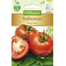 Kasvihuonetomaatti 'Moneymaker' (Solanum lycopersicum)