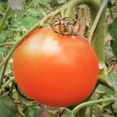 Beef tomato Orange Wellington F1 (Solanum lycopersicum)