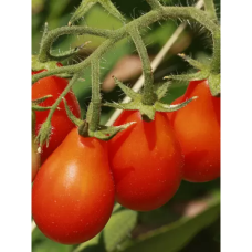 Tomaatti Red Pear  ALE - 60%!